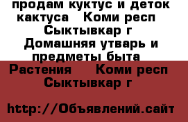 продам куктус и деток кактуса - Коми респ., Сыктывкар г. Домашняя утварь и предметы быта » Растения   . Коми респ.,Сыктывкар г.